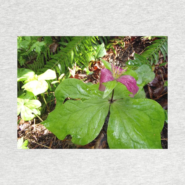 purple trillium #3 by DlmtleArt